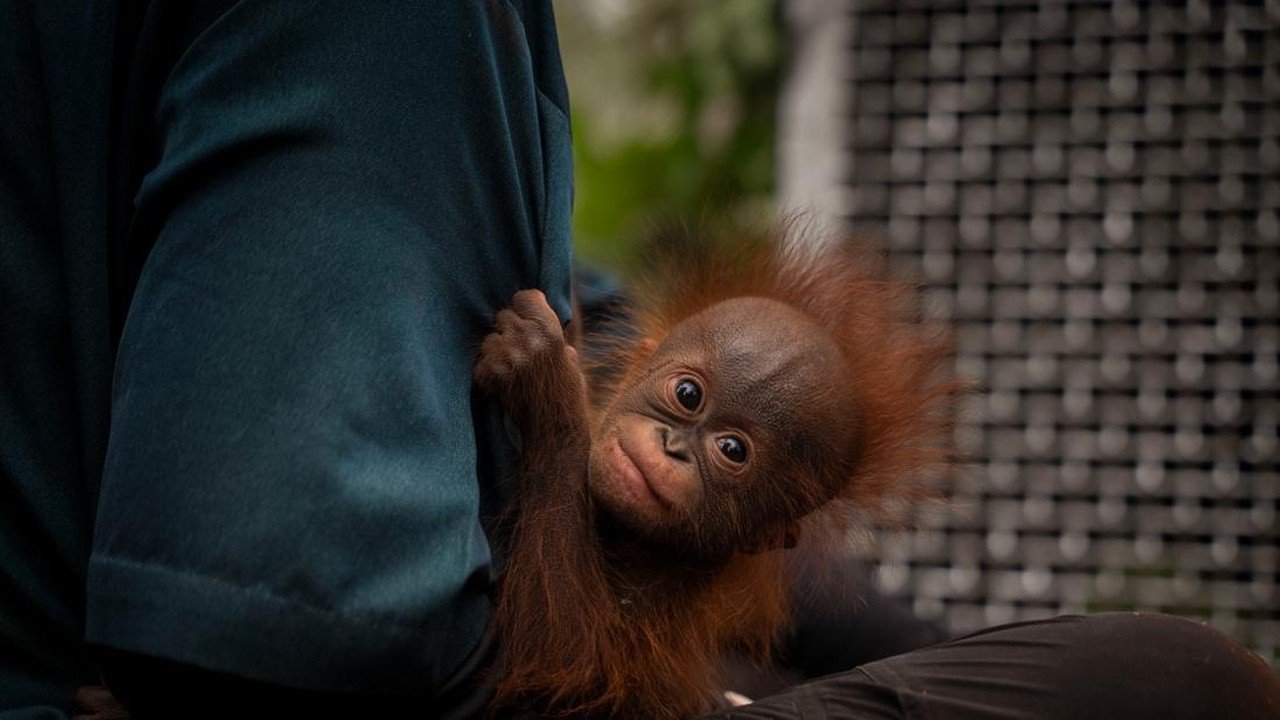 100 Satwa Liar Diselamatkan dari Karhutla, 53 di Antaranya Orangutan