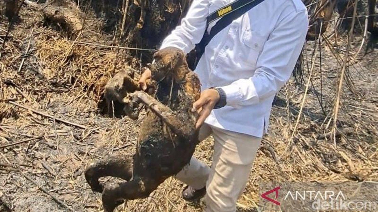 12 Bekantan Mati Terpanggang Akibat Karhutla di Hulu Sungai Selatan