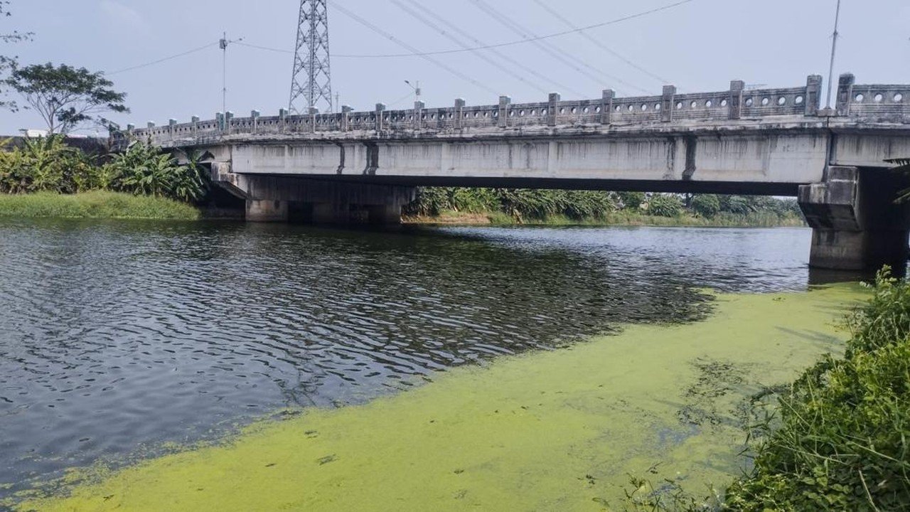 Aliran Kanal Banjir Timur Jakarta Menghijau Akibat Tumbuhan Air