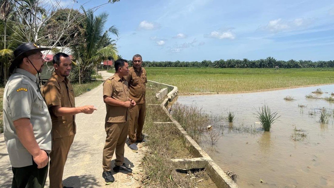 Anggaran Rp52,7 M untuk Pulihkan 8.074 Ha Sawah Aceh Timur Pasca-Bencana