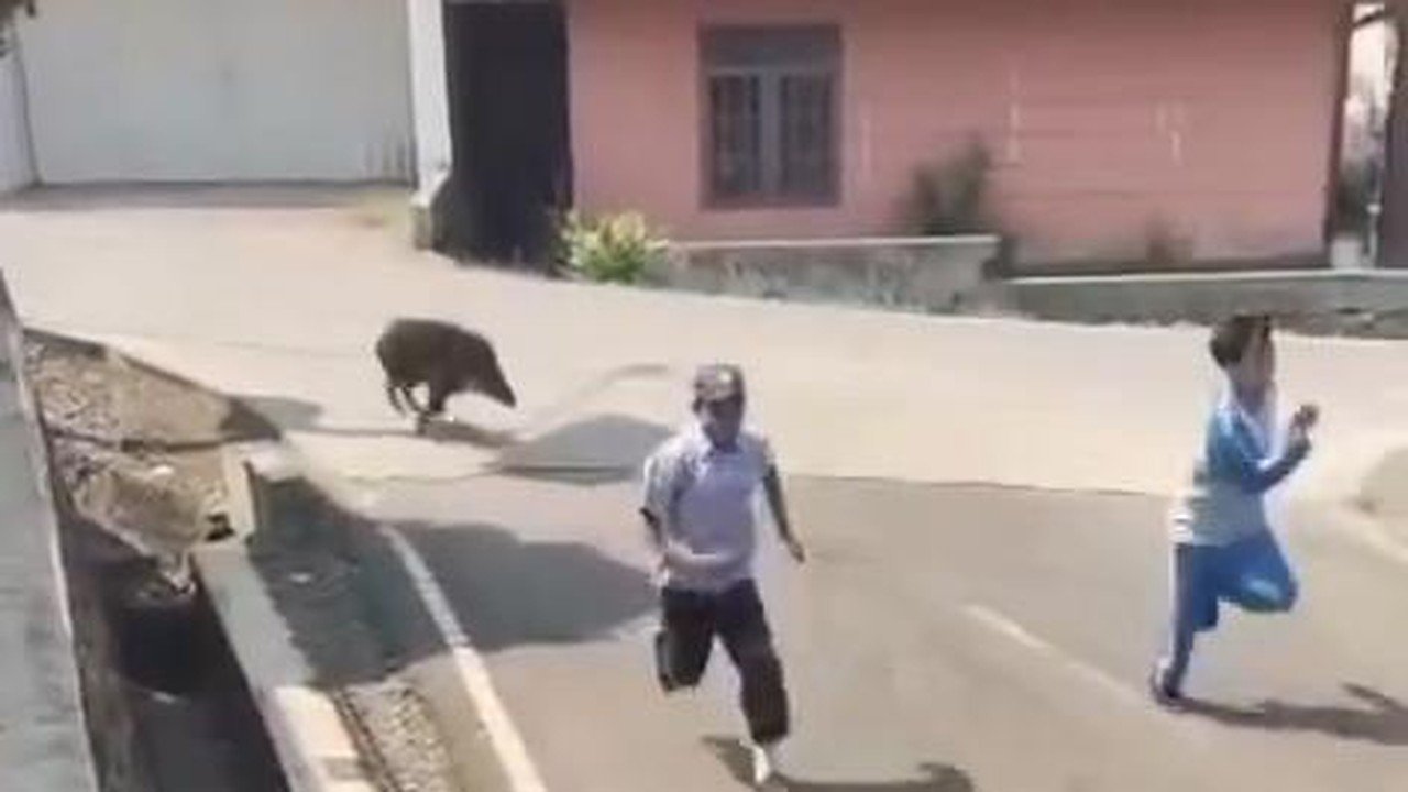 Babi Hutan Gemparkan Puskesmas Cianjur, Pasien dan Petugas Panik