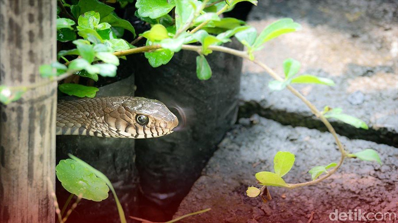 Damkar Depok Sisir Perumahan Gema Pesona Pasca Viral Ular Mangsa Kucing