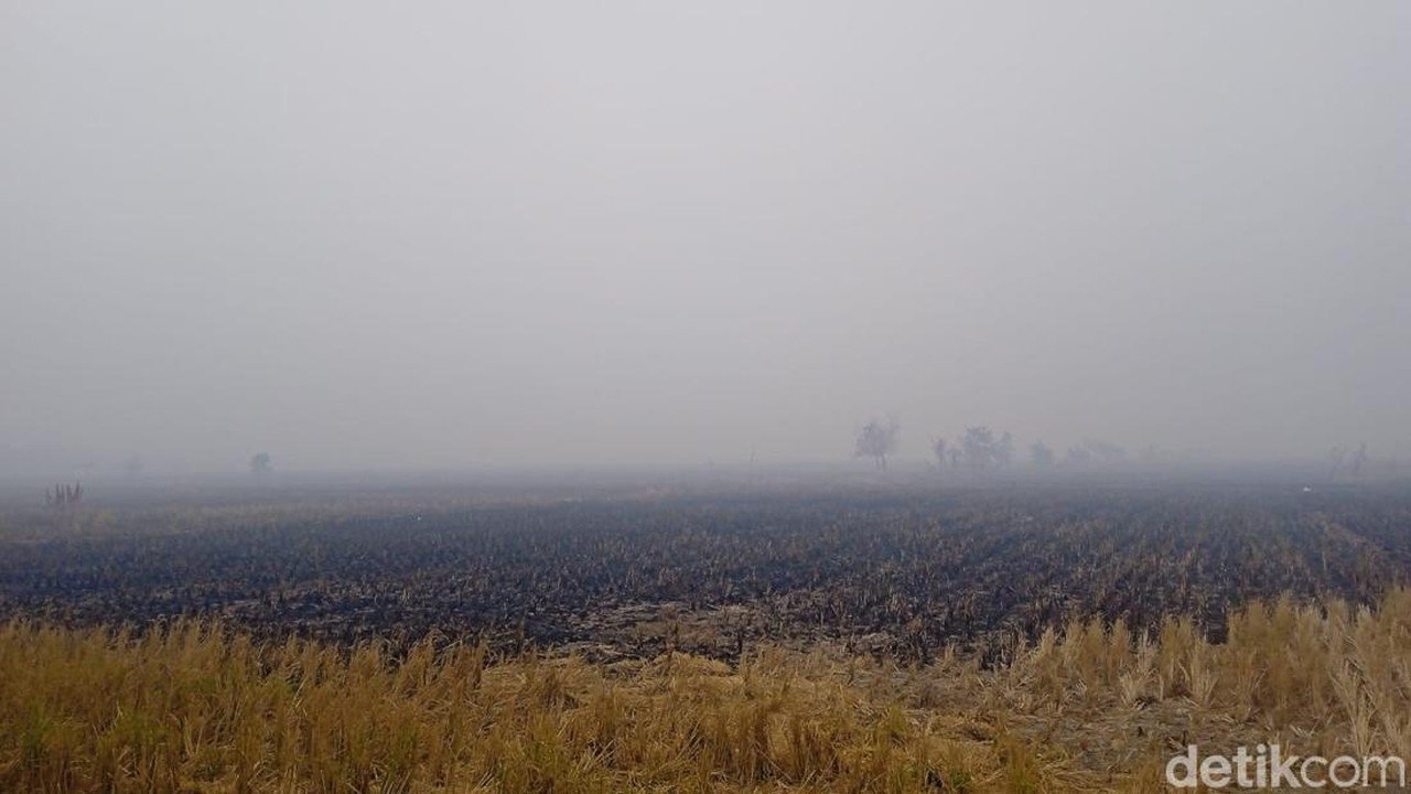 DPR Dukung Pembentukan Badan Pengelola Gambut, Minta Sinkronisasi Anggaran