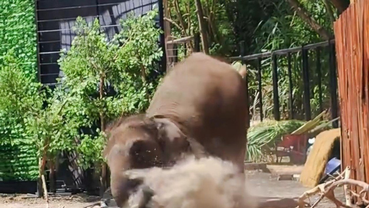 Gajah Terjatuh Saat Presentasi Edukasi, Pawang Tertimpa di Lembang Park Zoo