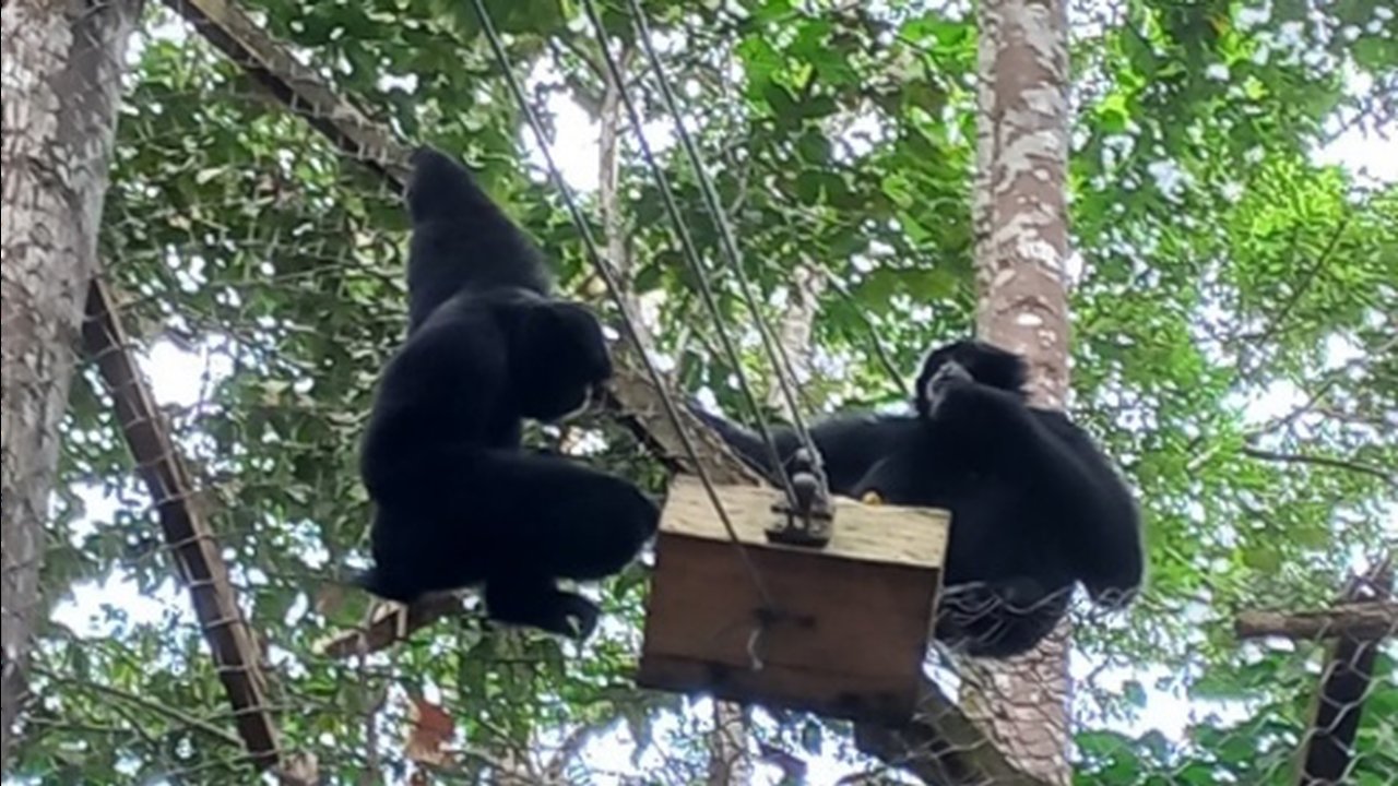 Konservasi Siamang dan Rangkong di Solok Selatan, Bukti Harmoni Perkebunan dan Alam Liar