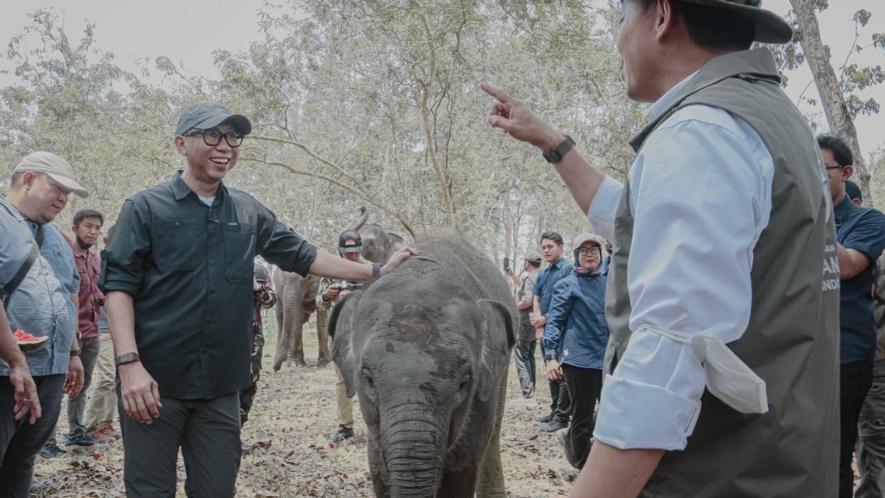 Lampung Perkuat Mitigasi Konflik Gajah dan Manusia di Way Kambas