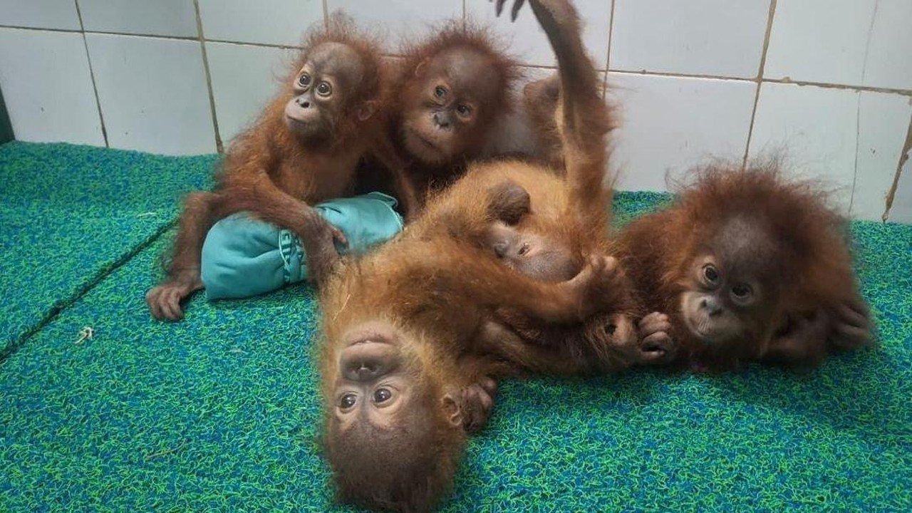 Lima Bayi Orang Utan Diduga dari Sumatera Ditemukan di India, Upaya Pemulangan Dimulai