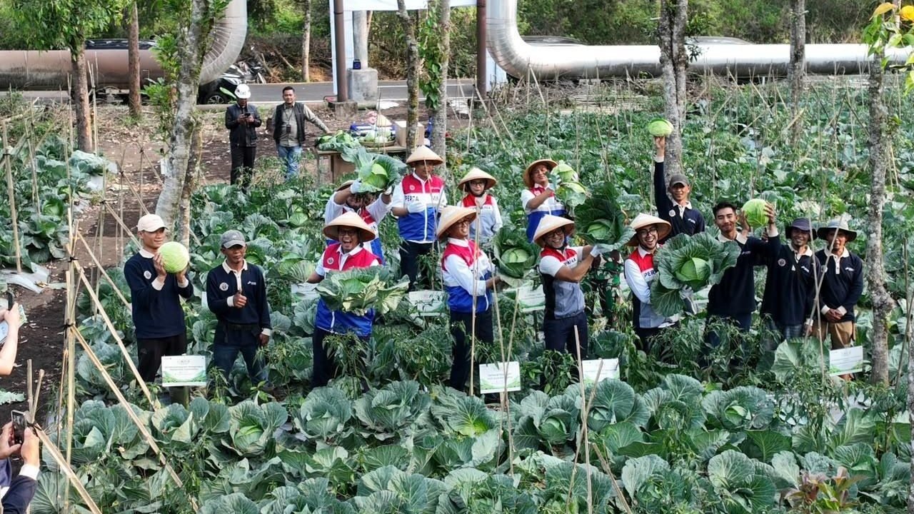 Panas Bumi Kamojang Ubah Limbah Jadi Pupuk, Petani Bandung Hemat Jutaan Rupiah