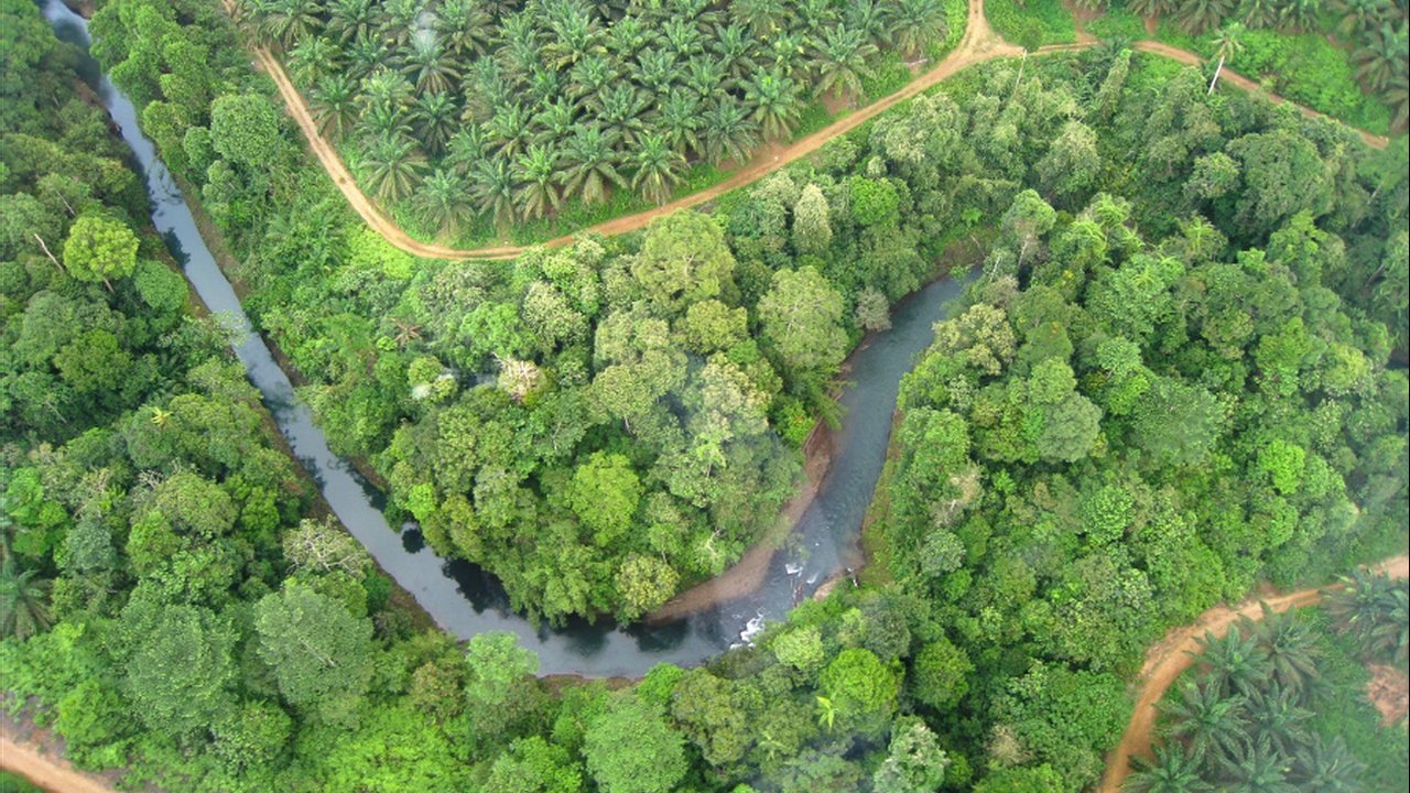 PT KSI Solok Selatan Pertahankan 1.760 Hektare Hutan Konservasi, Rumah Bagi 651 Spesies