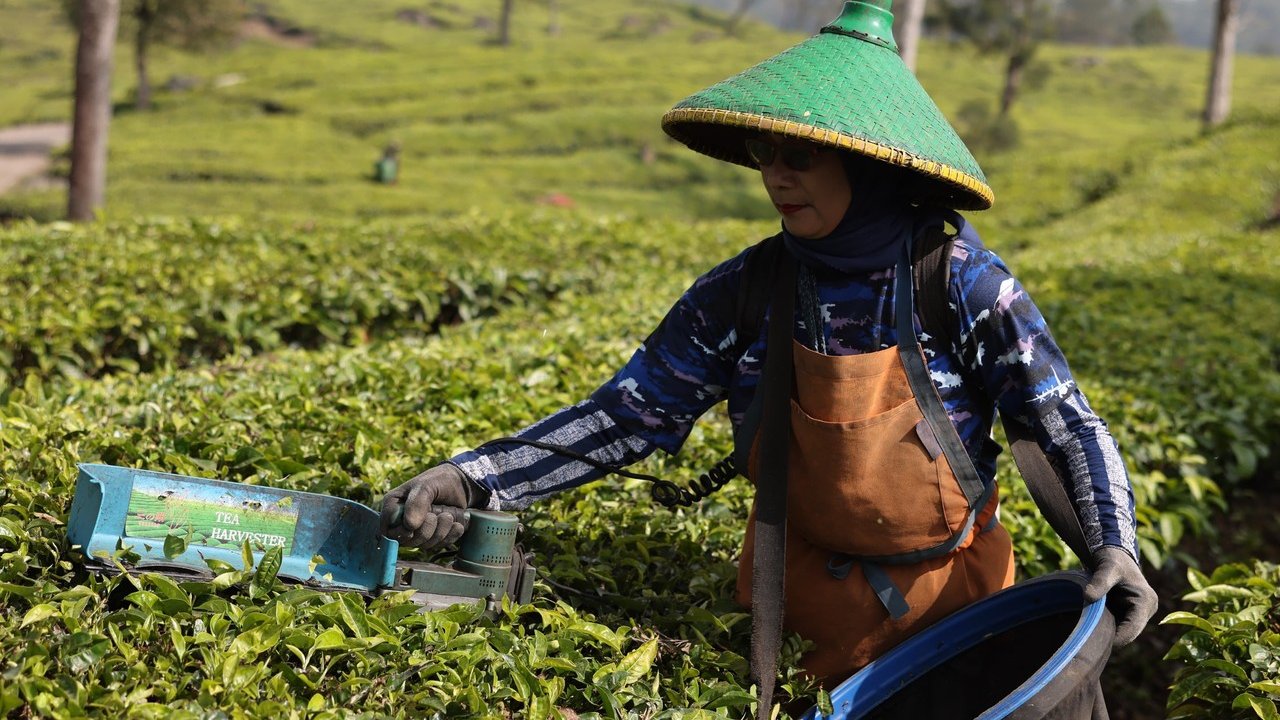 Puskopkar PTPN VIII Diversifikasi Bisnis, Manfaatkan Dana Bergulir LPDB