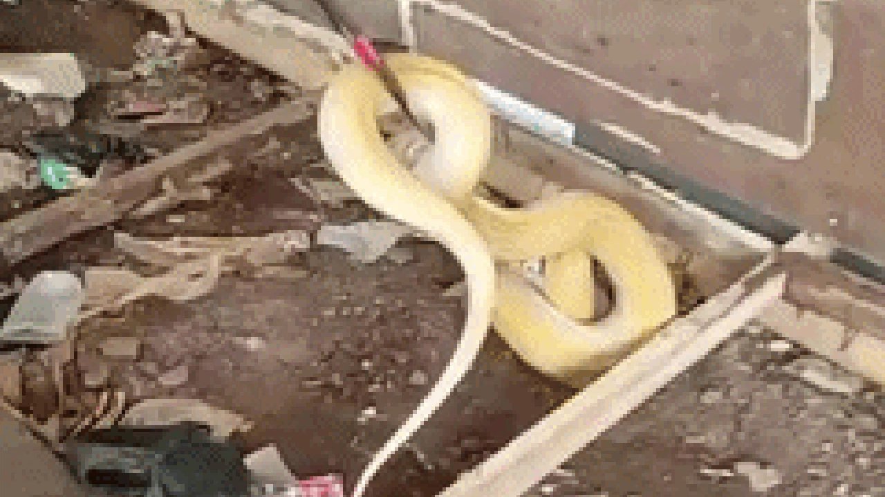 Sanca Albino 3 Meter Gegerkan Warga Depok, Damkar Turun Tangan