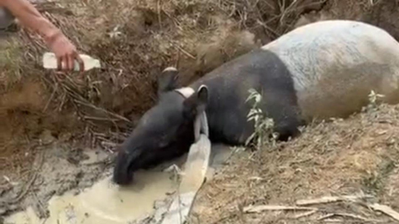 Tapir Betina Ditemukan di Perkebunan Sawit Mesuji, Diduga Stres Akibat Gangguan Habitat