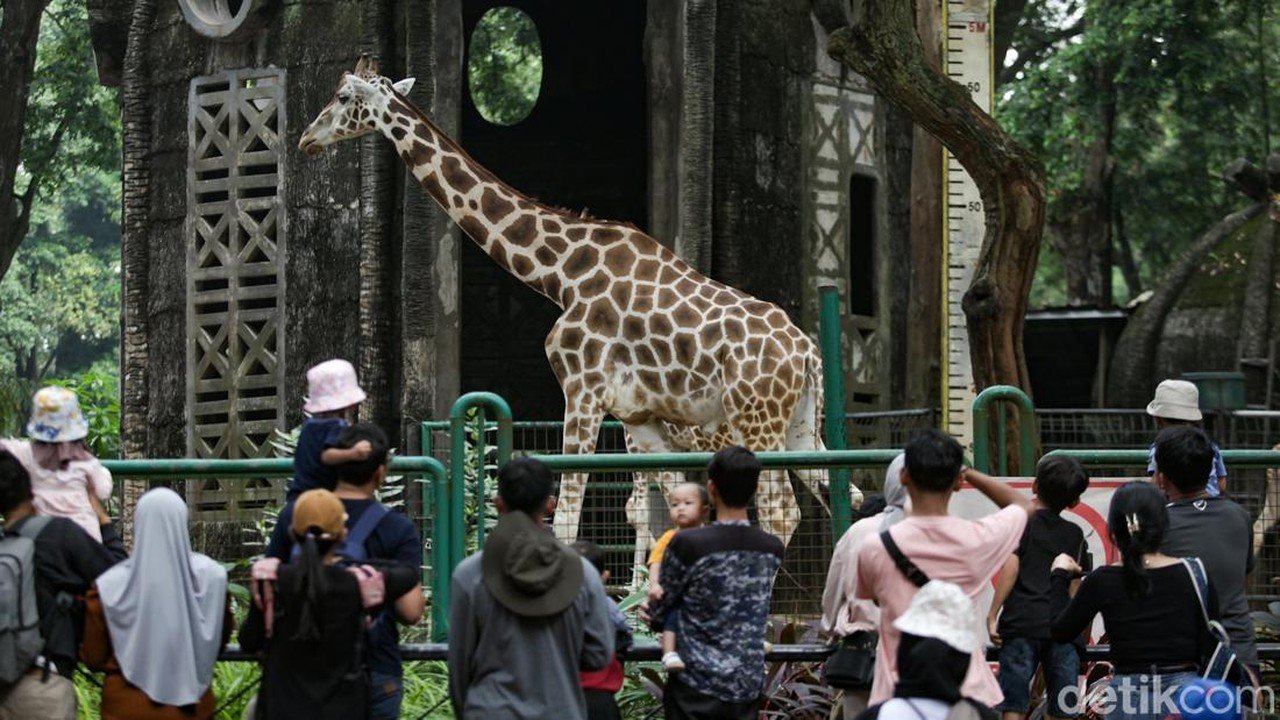 Tiket Masuk Ragunan Diusulkan Naik Jadi Rp 10.000, Gubernur Segera Putuskan