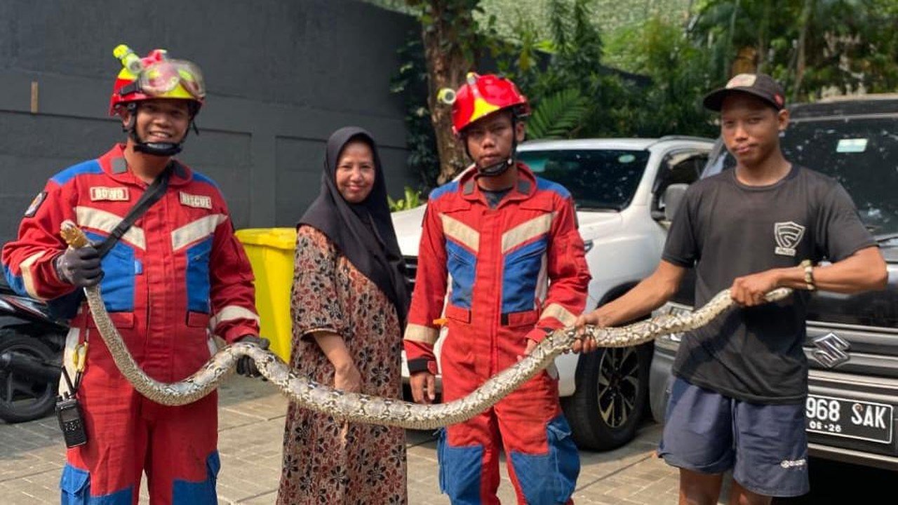Ular Sanca 3 Meter Gemparkan Warga Kemang Saat Dibersihkan Tukang Kebun
