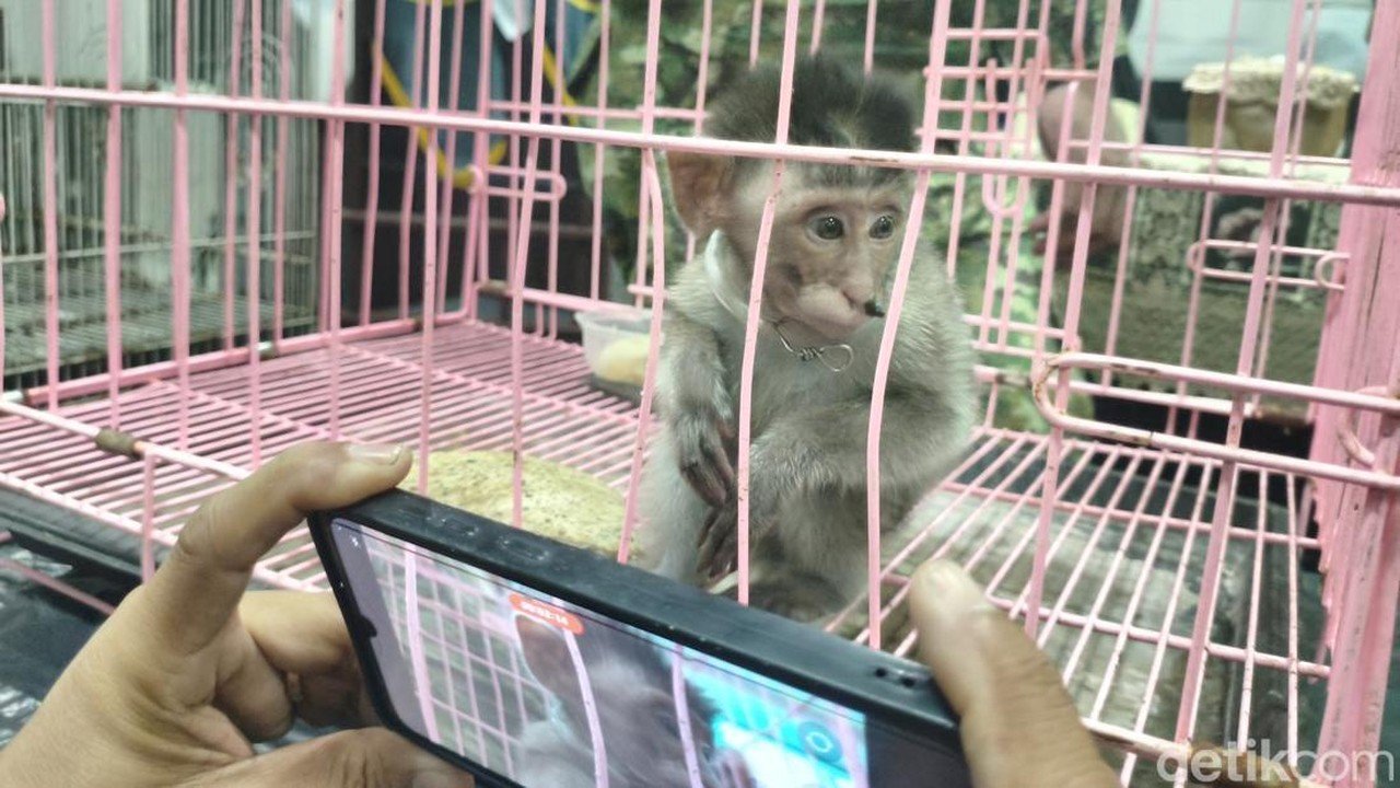 Upaya Penyelundupan Anak Monyet di Koper Gagal di Bandara Juanda