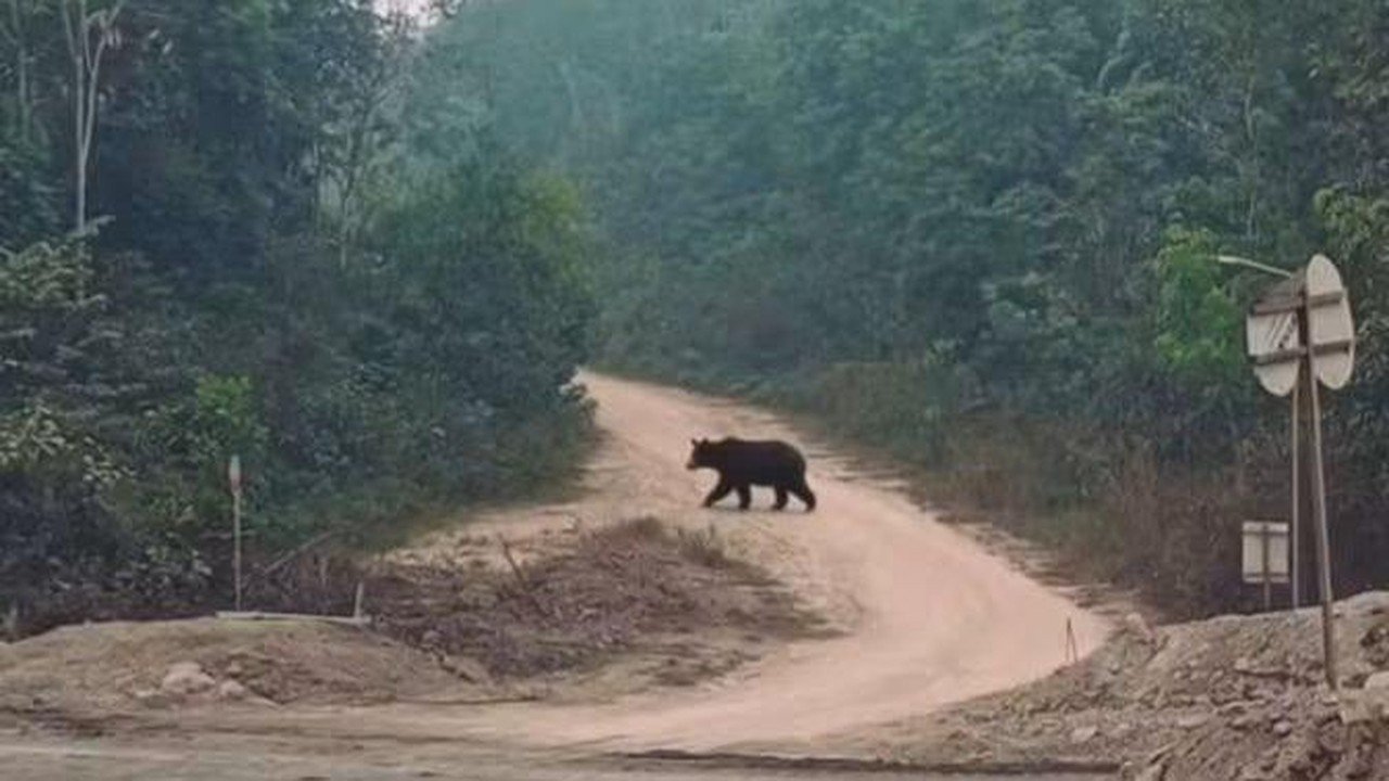 Warga Musi Rawas Utara Geger, Beruang Muncul di Pinggir Hutan Cari Makan