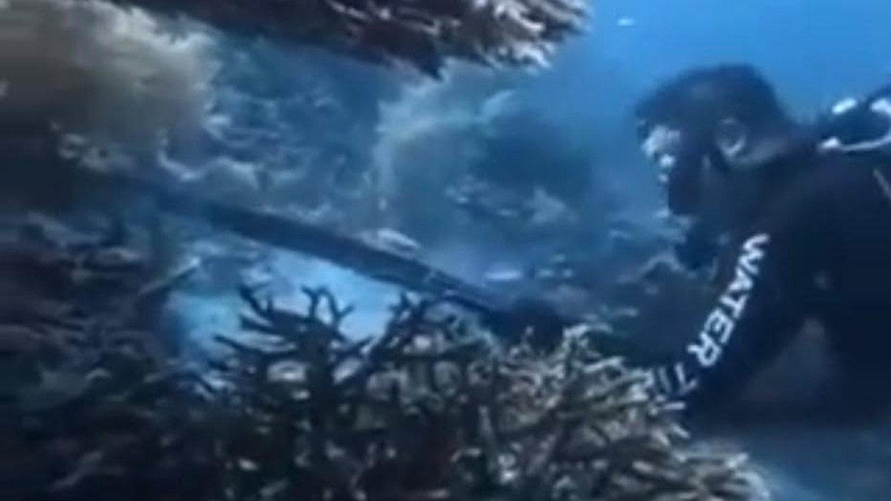 WNA China Diamankan di Makassar Diduga Buru Penyu Langka di Raja Ampat